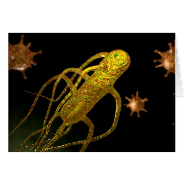 Conceptual Image Of Salmonella Typhi 1 (Front Horizontal)