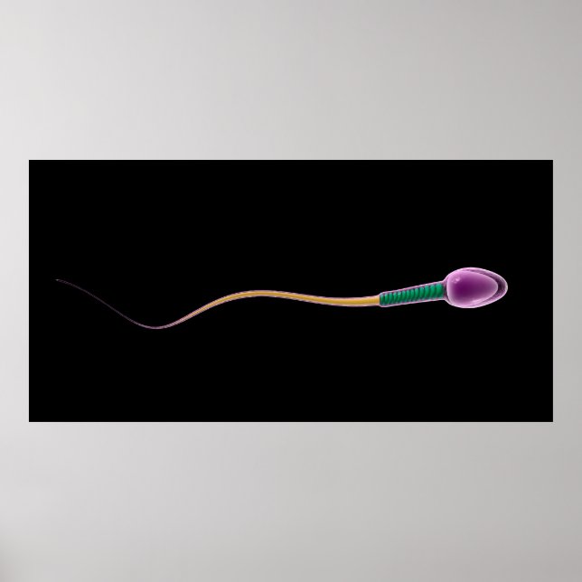 Conceptual Image Of Sperm Anatomy Poster (Front)