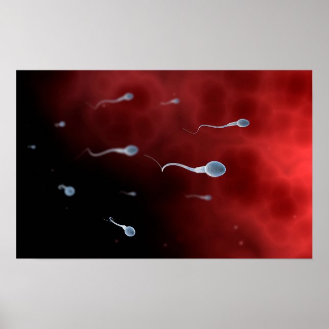 Conceptual Image Of Sperm Inside Fallopian Tube Poster (Front)