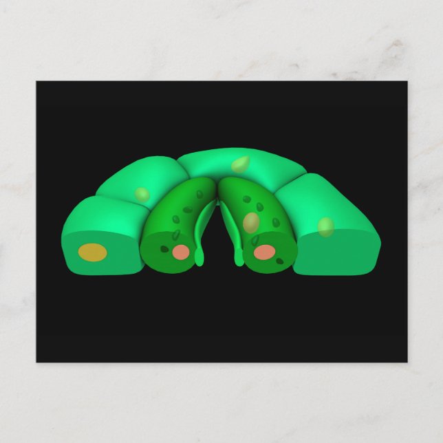 Conceptual Image Of Stomata 2 Postcard (Front)