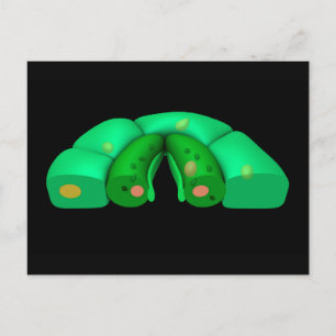 Conceptual Image Of Stomata 2 Postcard