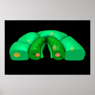 Conceptual Image Of Stomata 2 Poster