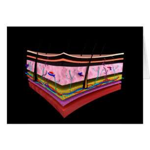 Conceptual Image Of The Layers Of Human Skin 1