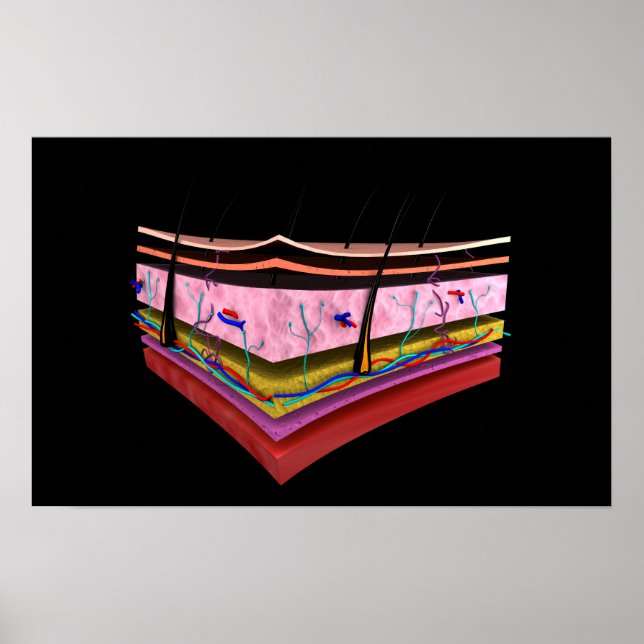 Conceptual Image Of The Layers Of Human Skin 1 Poster (Front)