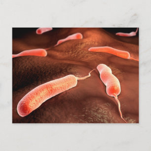 Conceptual Image Of Vibrio Cholerae 1 Postcard