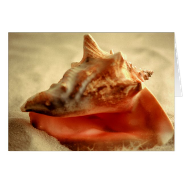 Conch (Front Horizontal)