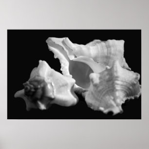 Conch in Black & White Poster