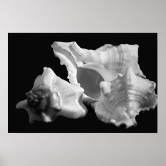 Conch in Black & White Poster