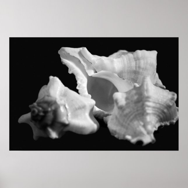 Conch in Black & White Poster (Front)