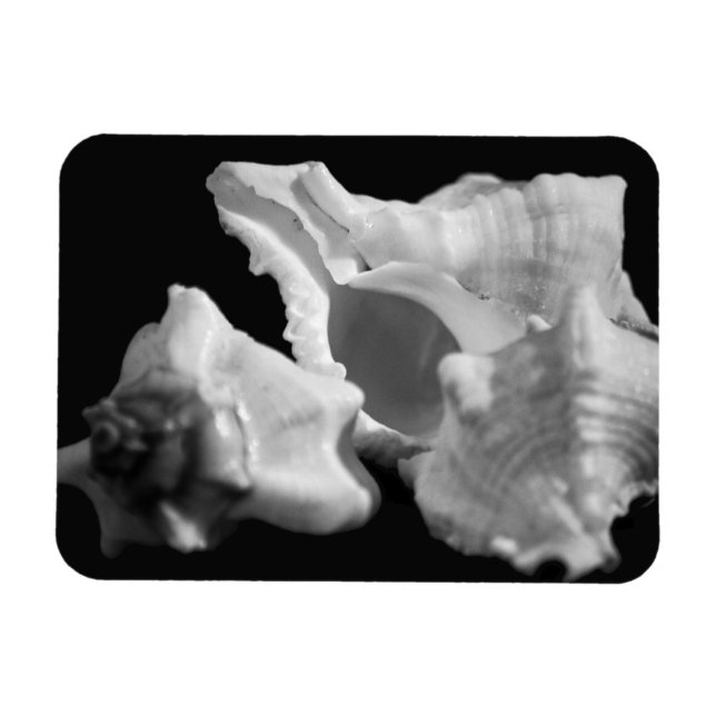 Conch in Black & White Vinyl Magnet (Horizontal)