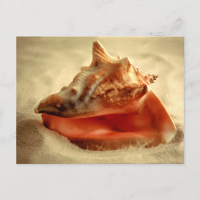 Conch Postcard (Front)