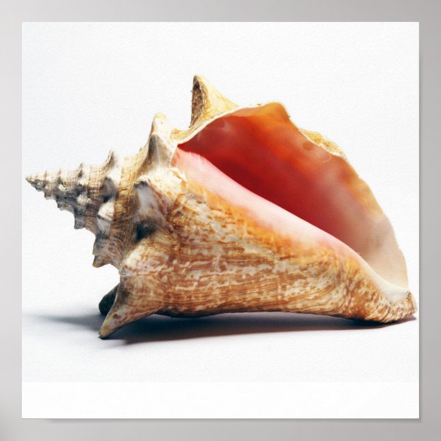 conch poster (Front)