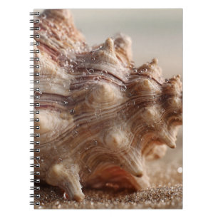 Conch Seashell Close Up Notebook