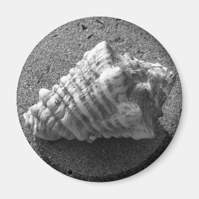 Conch Seashell Sand Beach Magnet (Front)