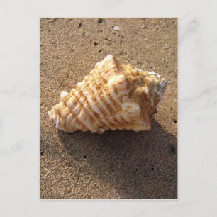 Conch Seashell Sand Beach Postcards