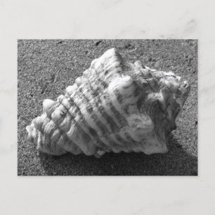 Conch Seashell Sand Beach Postcards