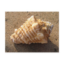 Conch Seashell Sand Beach Postcards
