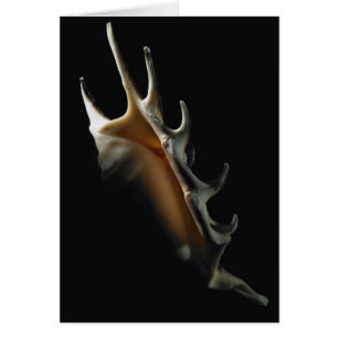 Conch shell