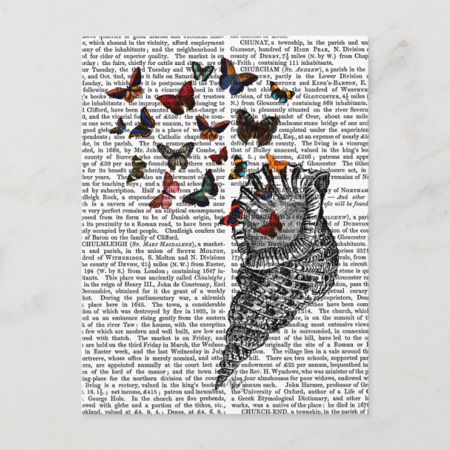 Conch Shell and Butterflies 2 Postcard (Front)