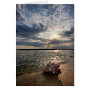 Conch Shell At Beach St. Augustine, Fl