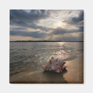 Conch Shell At Beach St. Augustine, Fl Magnet