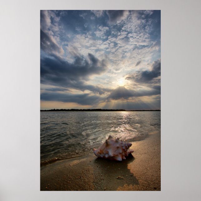 Conch Shell At Beach | St. Augustine, Fl Poster (Front)