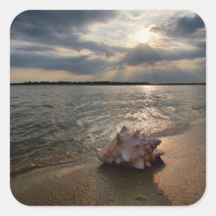 Conch Shell At Beach   St. Augustine, Fl Square Sticker