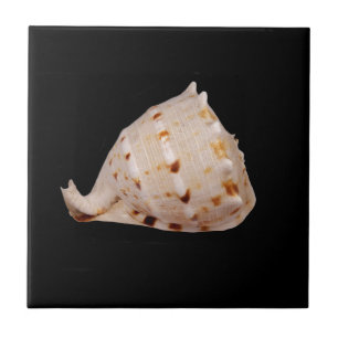 Conch Shell Ceramic Photo Tile