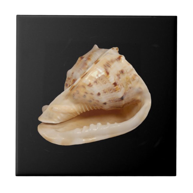 Conch Shell Ceramic Photo Tile (Front)