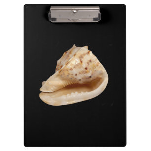 Conch Shell Clipboard