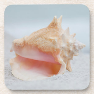 Conch Shell Coaster