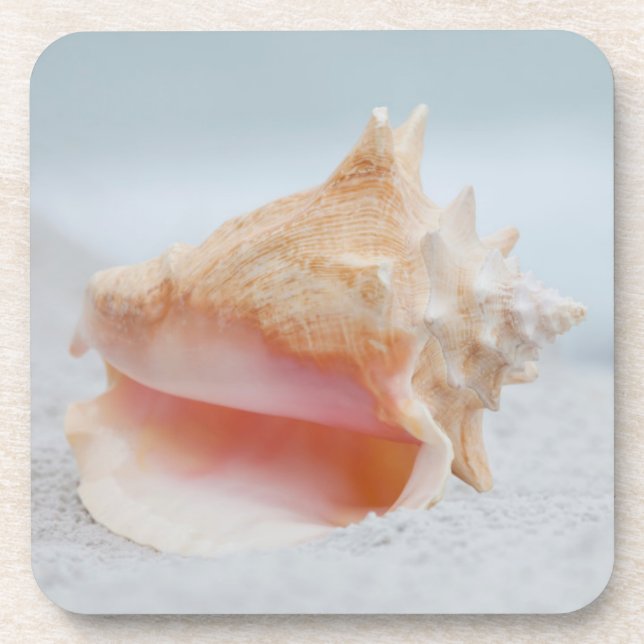Conch Shell Coaster (Front)