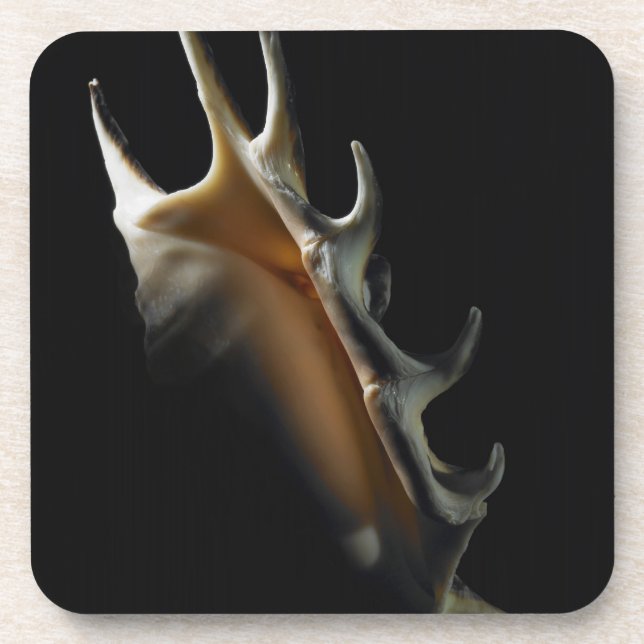 Conch shell coaster (Front)
