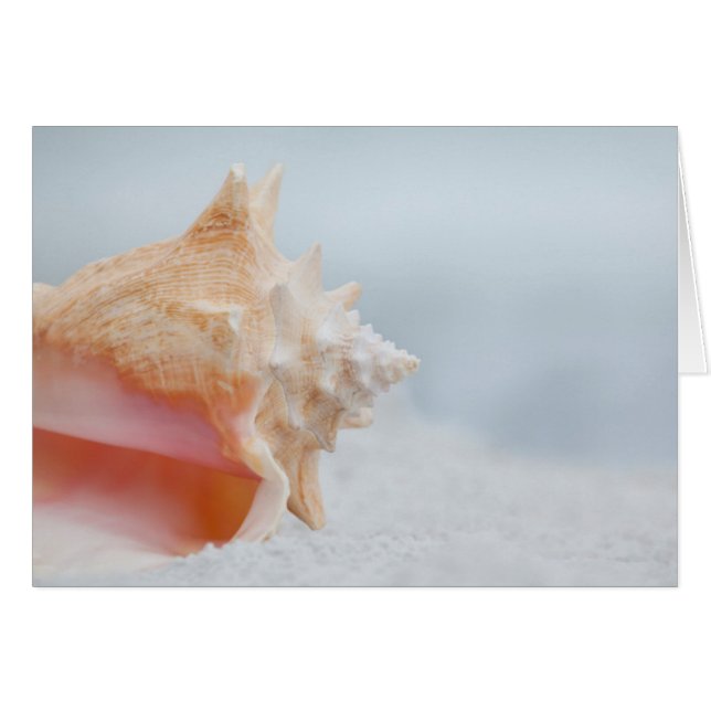 Conch Shell | Florida (Front Horizontal)