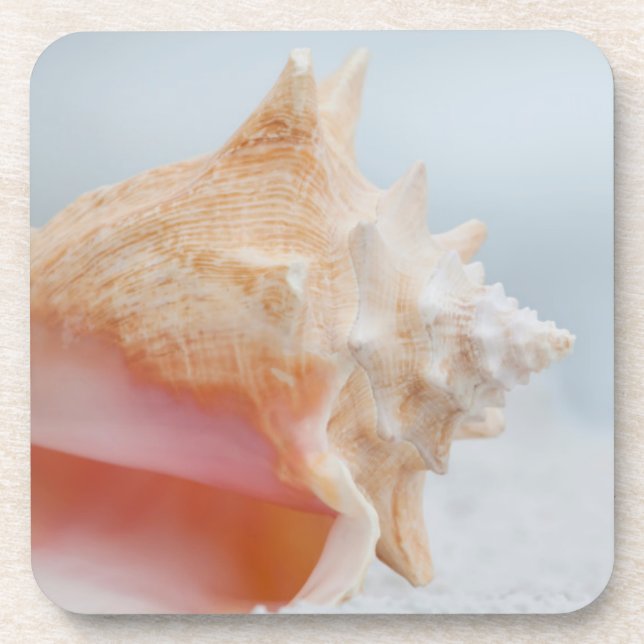 Conch Shell | Florida Coaster (Front)