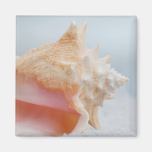 Conch Shell   Florida Magnet