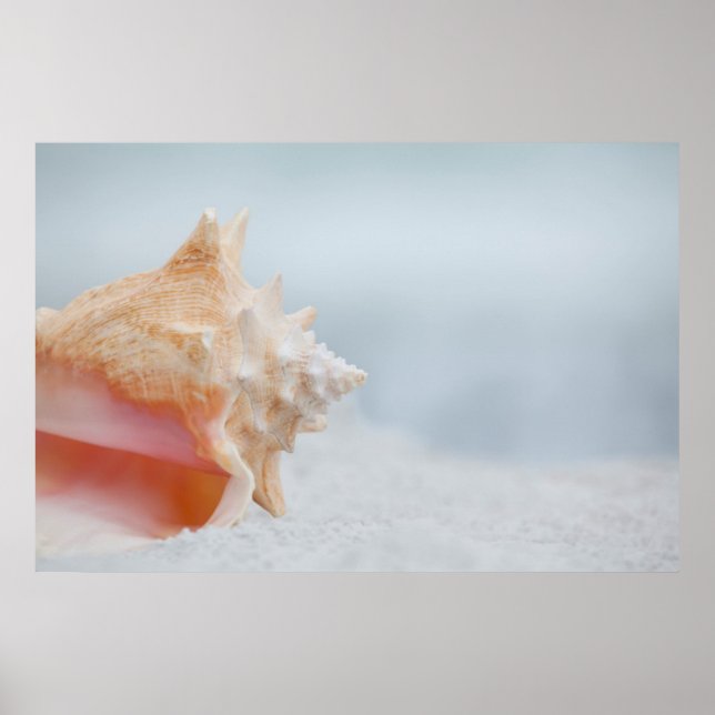 Conch Shell | Florida Poster (Front)