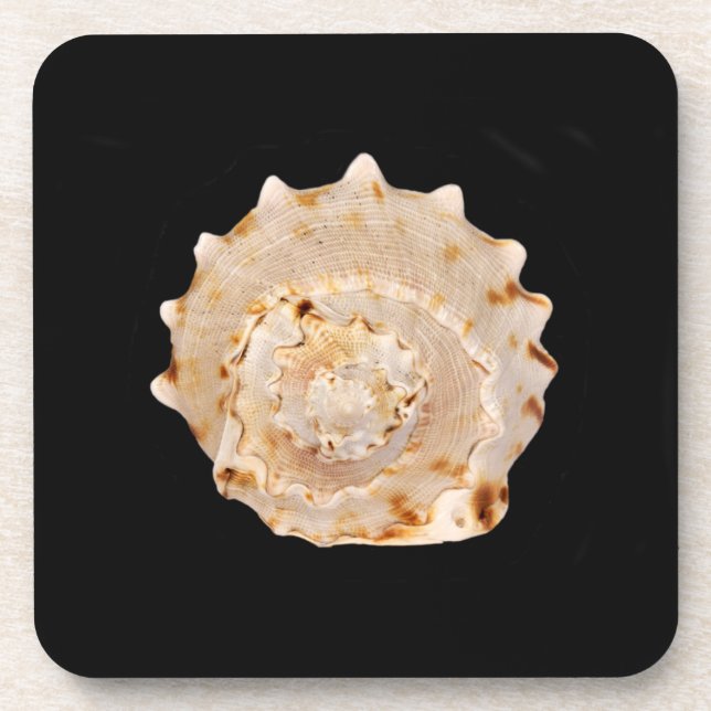 Conch Shell Hard Plastic Coasters (Front)