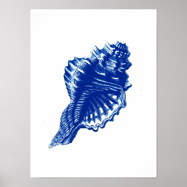 Conch Shell, Indigo Blue and White Poster (Front)