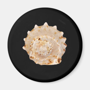 Conch Shell Magnet