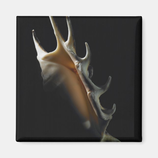 Conch shell magnet (Front)