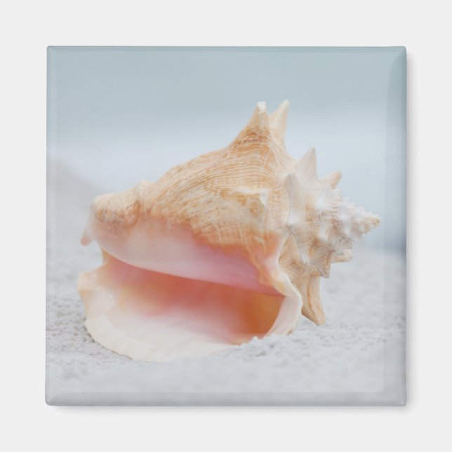 Conch Shell Magnet (Front)