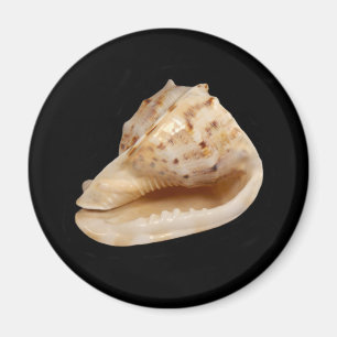 Conch Shell Magnet