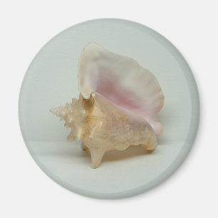 CONCH SHELL magnet (round)