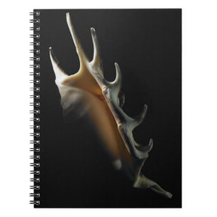 Conch shell notebook