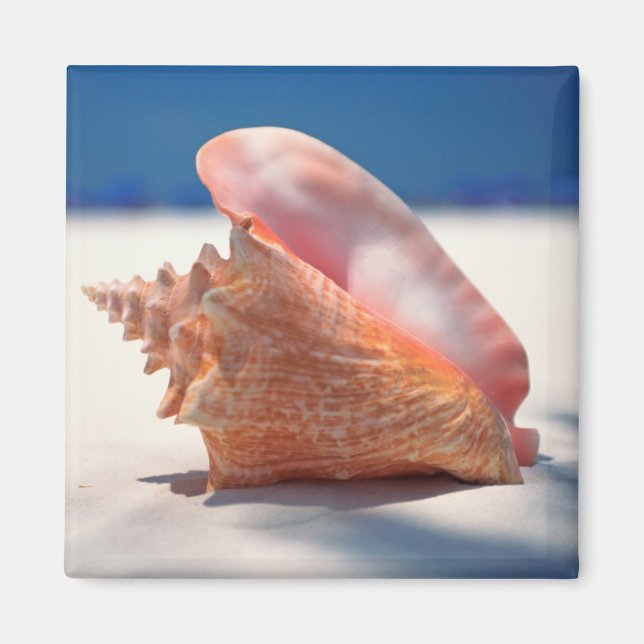 Conch Shell On Beach 2 Magnet (Front)