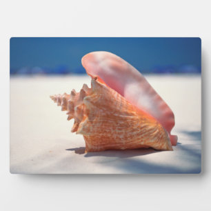 Conch Shell On Beach 2 Plaque