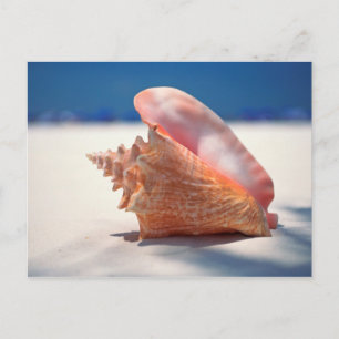 Conch Shell On Beach 2 Postcard
