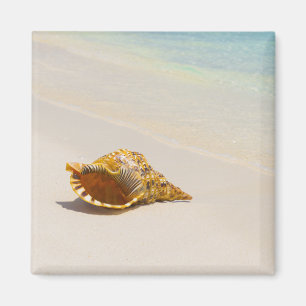 Conch Shell On Beach 3 Magnet
