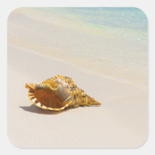 Conch Shell On Beach 3 Square Sticker